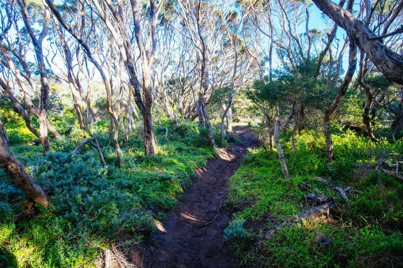 Mornington Peninsula forest (1).jpg